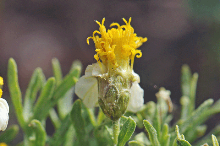 Desert Zinnia bracts that surround the floral heads have rounded over ends, oblong in shape. Zinnia acerosa